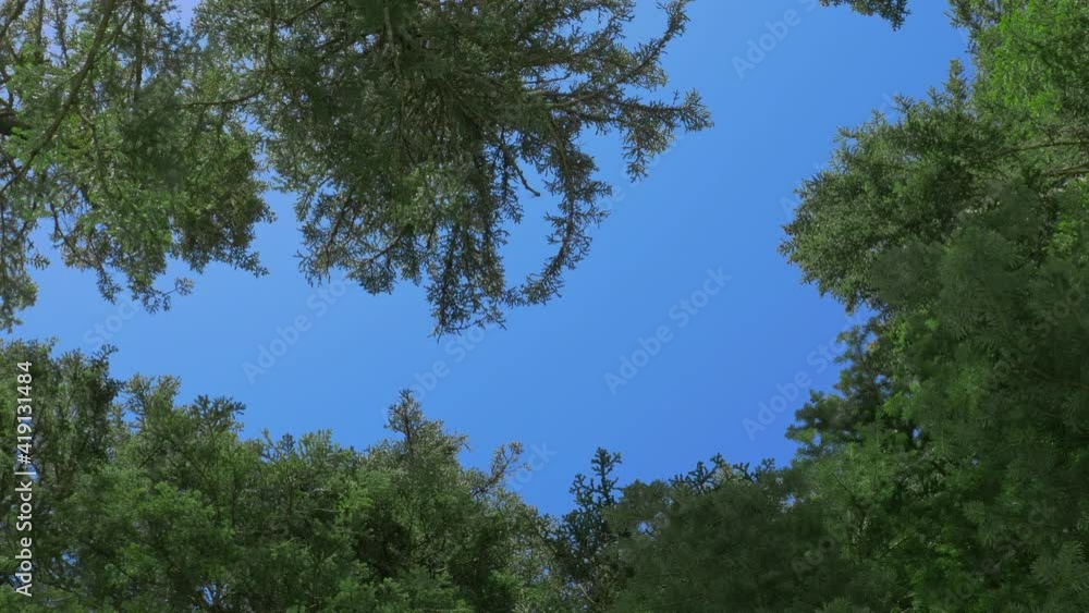Rotation and look up to the coniferous forest and green trees. Pinery wood with sky on the background. Spring sunny weather in Montenegro Rotation and look up to the coniferous forest and green trees. Pinery wood with sky on the background. Spring sunny weather in Montenegro