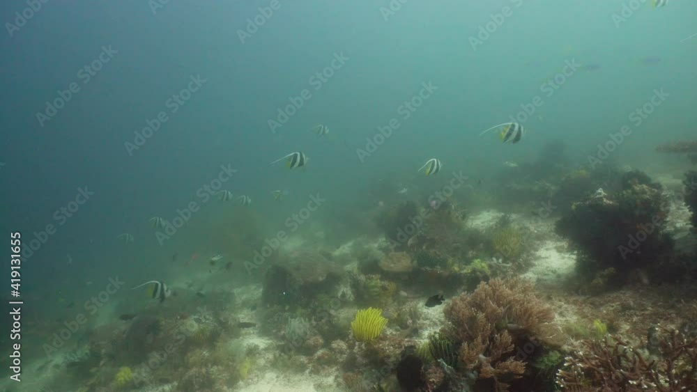 Tropical fishes and coral reef underwater. Hard and soft corals, underwater landscape. Travel vacation concept Tropical fishes and coral reef underwater. Hard and soft corals, underwater landscape. Travel vacation concept