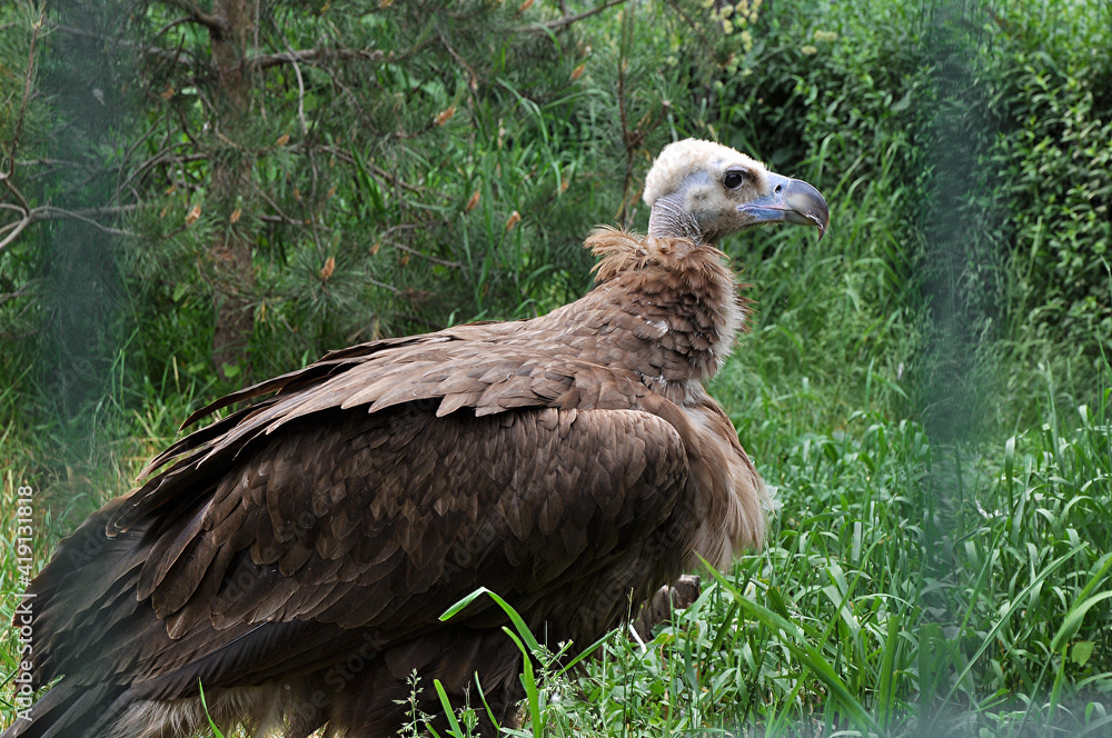 Fototapeta premium Feathered predator