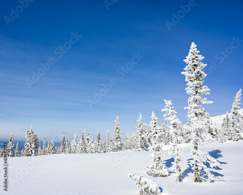 snow-covered trees in winter landscape