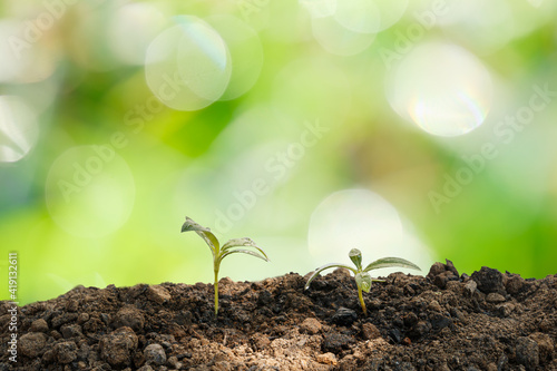 The seedling are growing from the rich soil in morning on bokeh background, ecology concept.