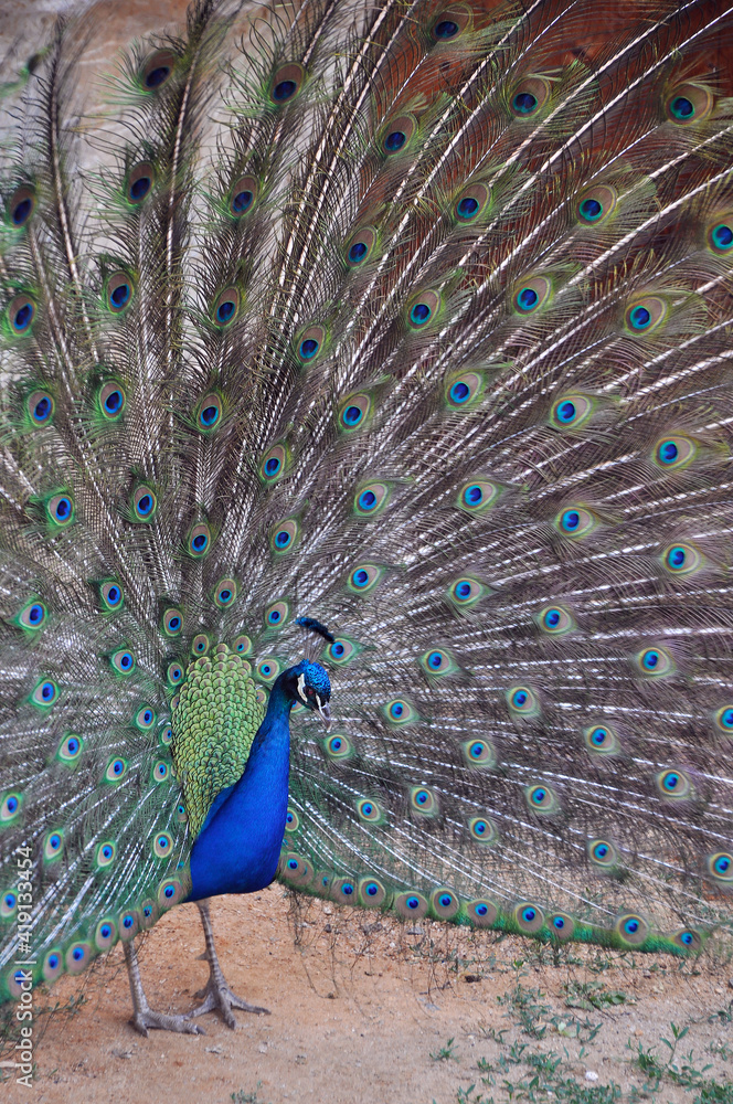 Naklejka premium Handsome peacock spread his tail and poses in front of the camera