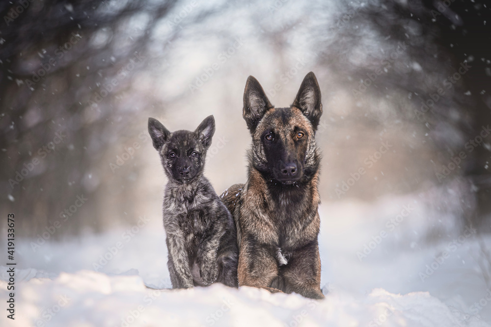 Dutch Shepherd puppy and Malinois dog Dutch Shepherd puppy and Malinois dog