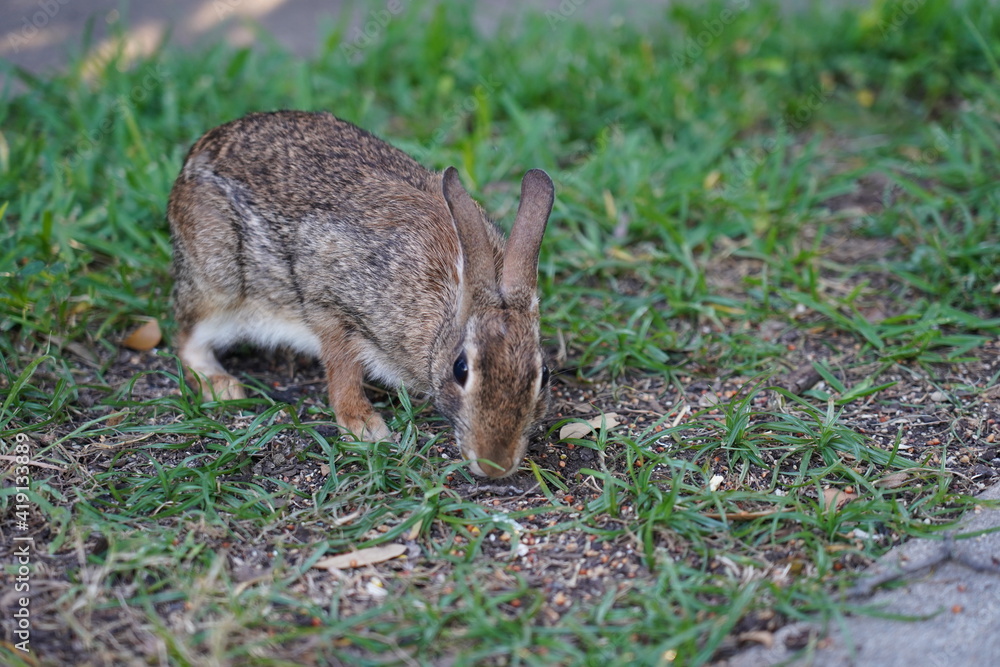 Fototapeta premium Texas wild cottontail rabbit bunny