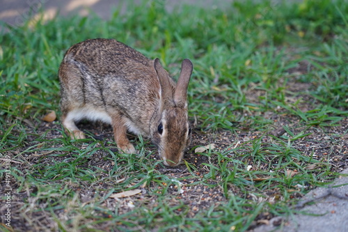 Texas wild cottontail rabbit bunny