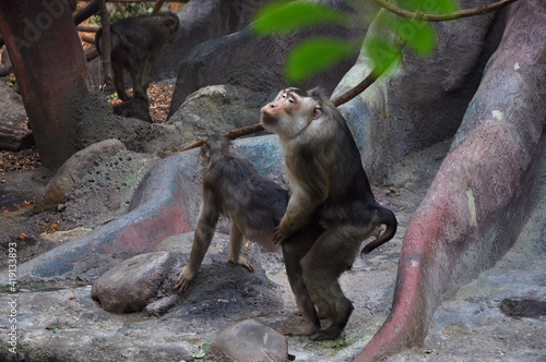 Intimate relationship of two monkeys
