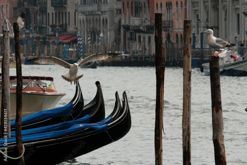 Venice canal with traditional Venetian houses, gondolas and seagulls