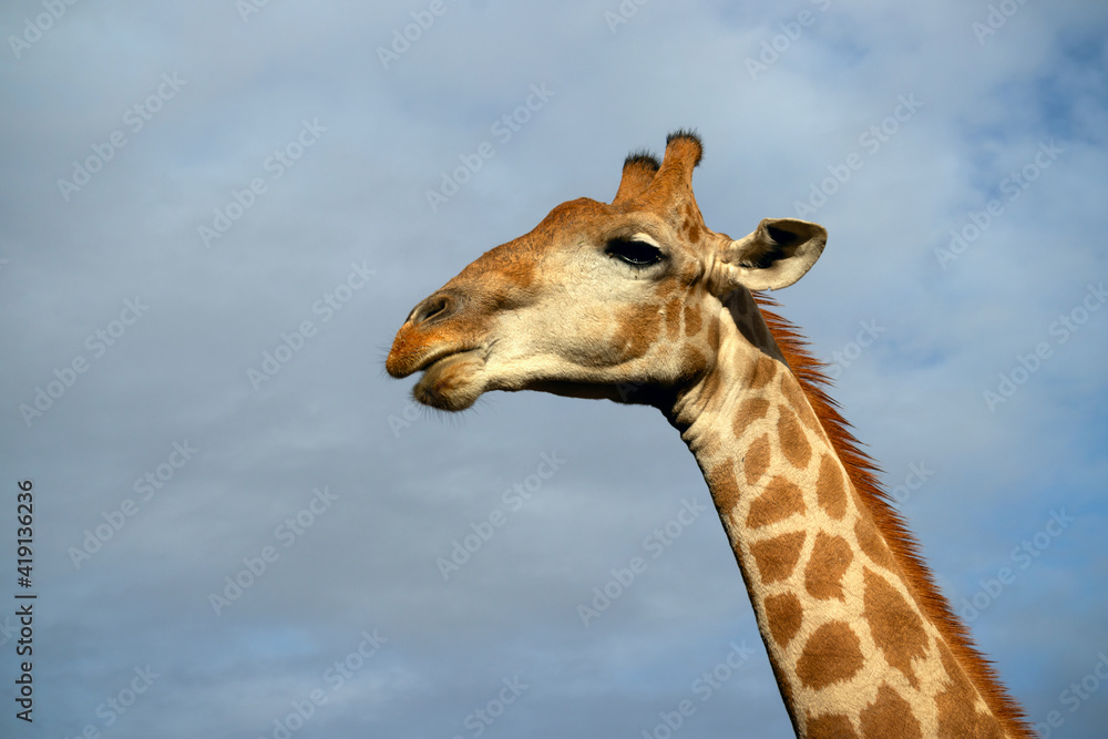 Obraz premium Wild african life. A large common South African giraffe on the summer blue sky.