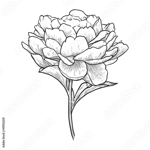 Peony flower with leaves isolated on white background. Hand drawn vector illustration.