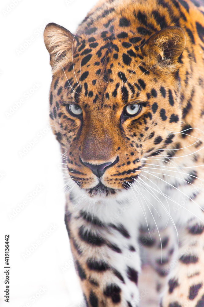 Confident leopard is walking at you close-up of muzzle and body, white light background Confident leopard is walking at you close-up of muzzle and body, white light background