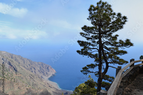 pine tree on a cliff and an ocean