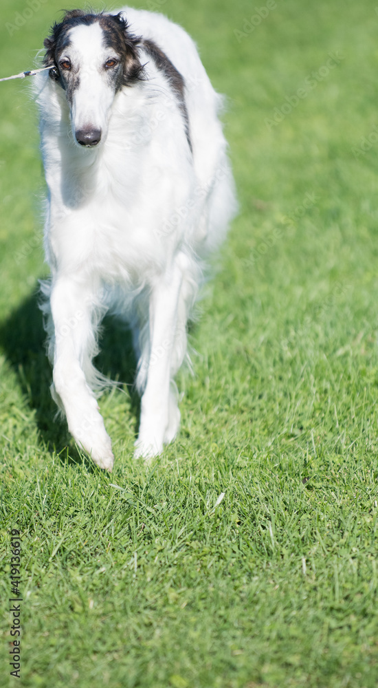 Fototapeta premium Borzoi walking on field of grass