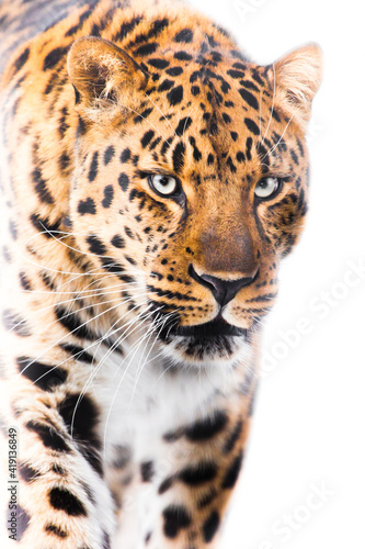 Powerful big cat leopard close-up walks forward  powerful beautiful body occupies  white light background of a hot day