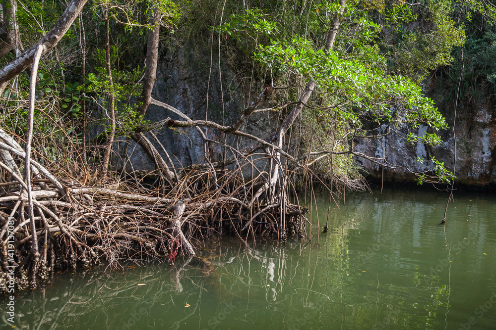 Mangrove trees. Samana bay, Dominican Republic Mangrove trees. Samana bay, Dominican Republic
