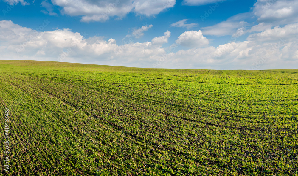 panoramic view of green field of winter wheat, early spring sprouts, sky with clouds panoramic view of green field of winter wheat, early spring sprouts, sky with clouds
