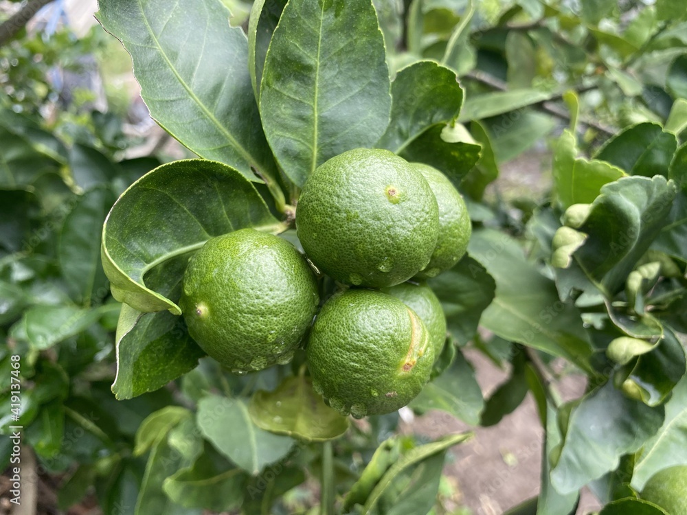 fresh green lime in nature garden fresh green lime in nature garden