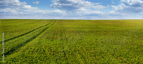 green field of winter wheat with traces of agricultural machinery, early spring sprouts and sky on the horizon