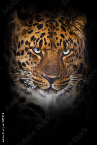 Serious direct gaze of a leopard from darkness, full face portrait close up symmetrically, blue eyes and beautiful spotted fur