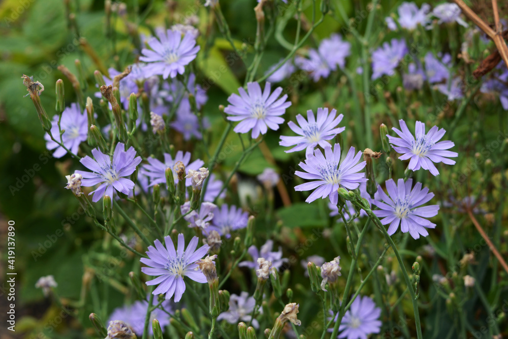 Lactuca tatarica. Beautiful flowers of blue lettuce in summer garden. Lactuca tatarica. Beautiful flowers of blue lettuce in summer garden.