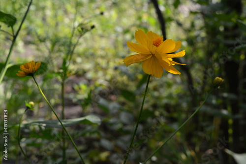 Beautiful yellow cosmos flower in on blurred background. Summer garden