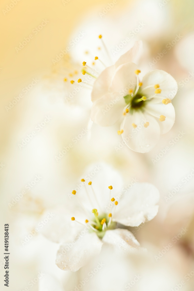 spring blossom background