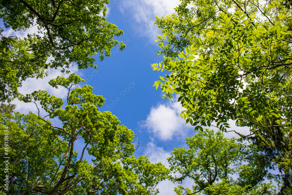 green leaves against blue sky green leaves against blue sky