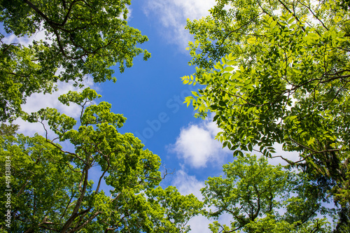 Fototapeta Naklejka Na Ścianę i Meble -  green leaves against blue sky