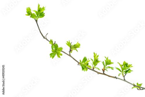 Young branch of hawthorn (Crataegus) with budding leaves and thorns. Isolated on a white background.