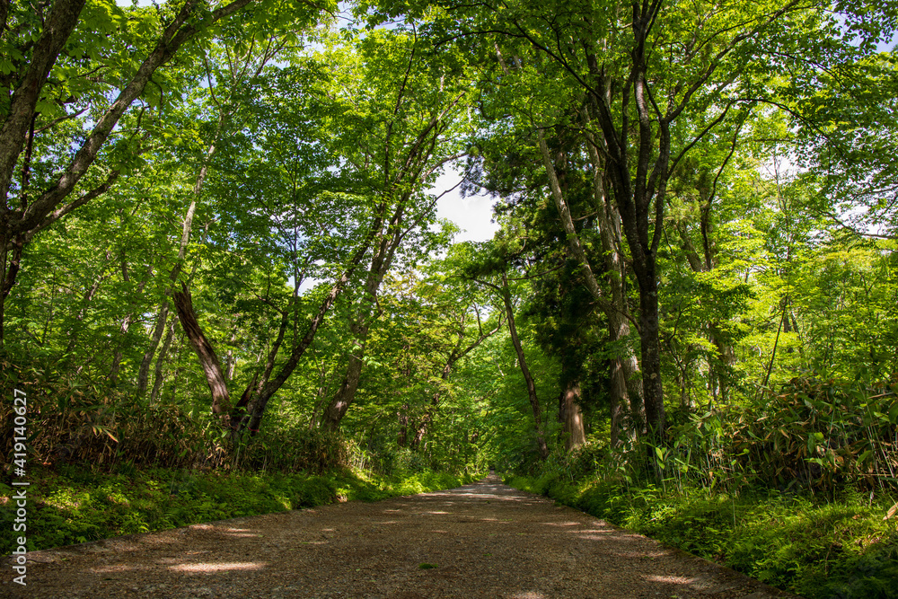 Fototapeta premium path in the park