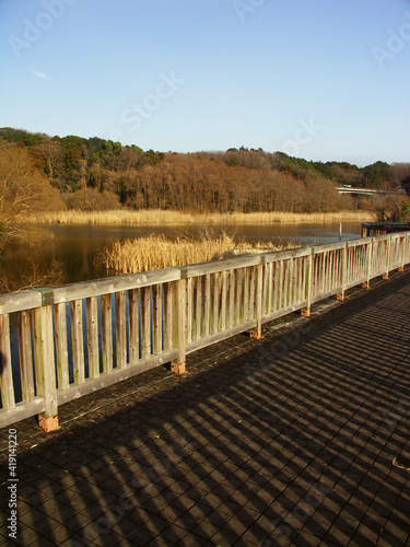 早春の池と木橋のある公園風景
