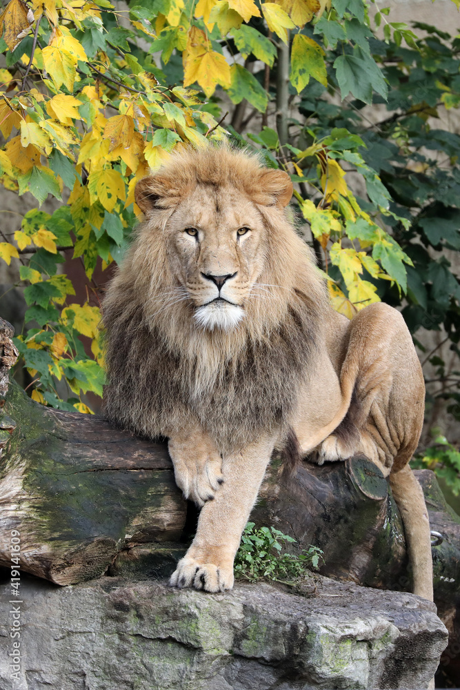 Close up portrait of a male lion (Panthera Leo) Close up portrait of a male lion (Panthera Leo)