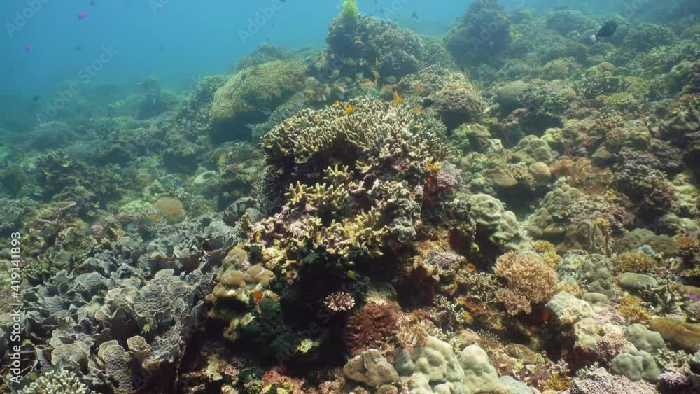 Tropical coral reef. Underwater fishes and corals. Camiguin, Philippines. Tropical coral reef. Underwater fishes and corals. Camiguin, Philippines.