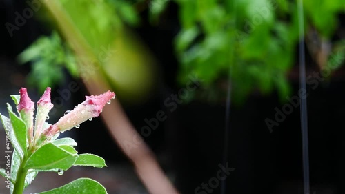 The Rain Drops Perched on The Adenium Buds in The Rainy Day , Side View