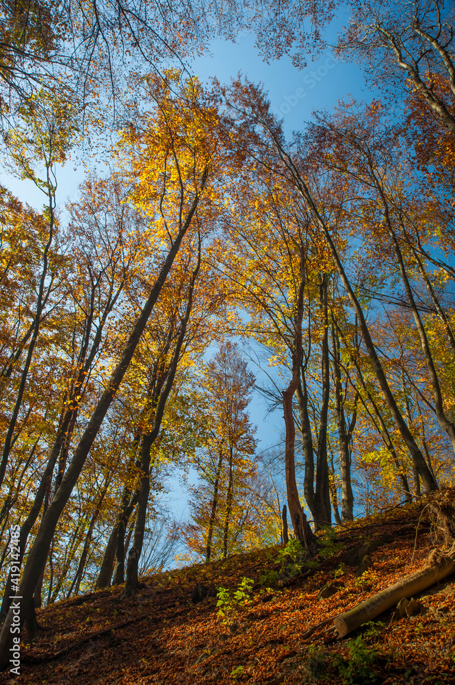 Tall forest trees with yellow-golden autumn leaves on a steep mountain slope against a blue sky in the Carpathians.