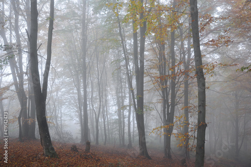 Beech forest, in the autumn in the morning fog ..