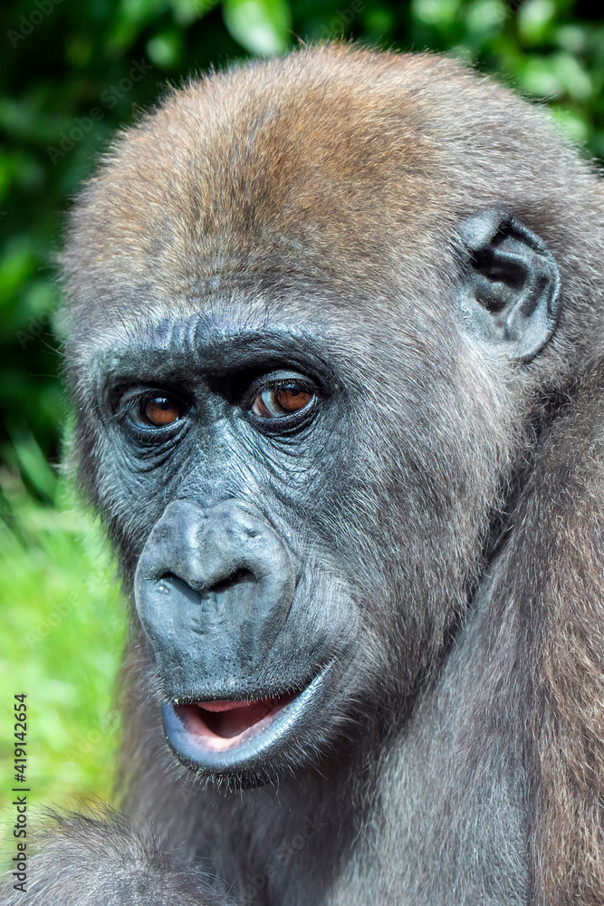A young Western Lowland Gorilla