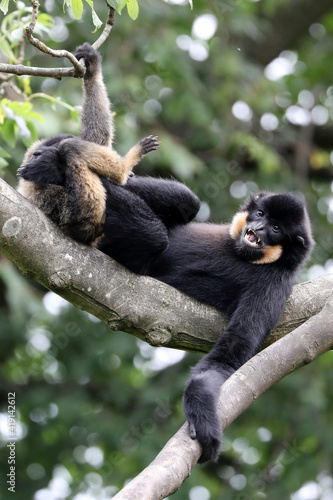 Yellow cheeked gibbon brothers playing