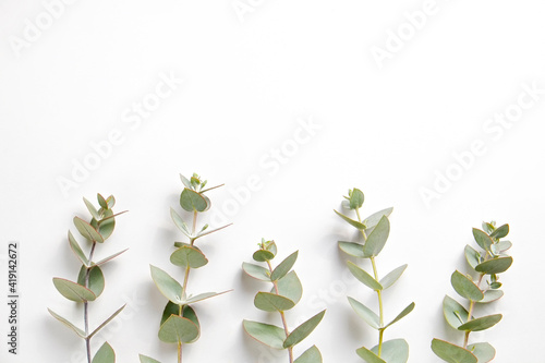 Minimalistic composition with eucalyptus tree branch laid out on isolated white background with a lot of copy space for text. Top view shot of small green leaves of tropical plant. Flat lay.