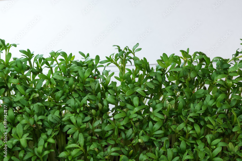 Live growing micro greens sprouts Live growing micro greens sprouts