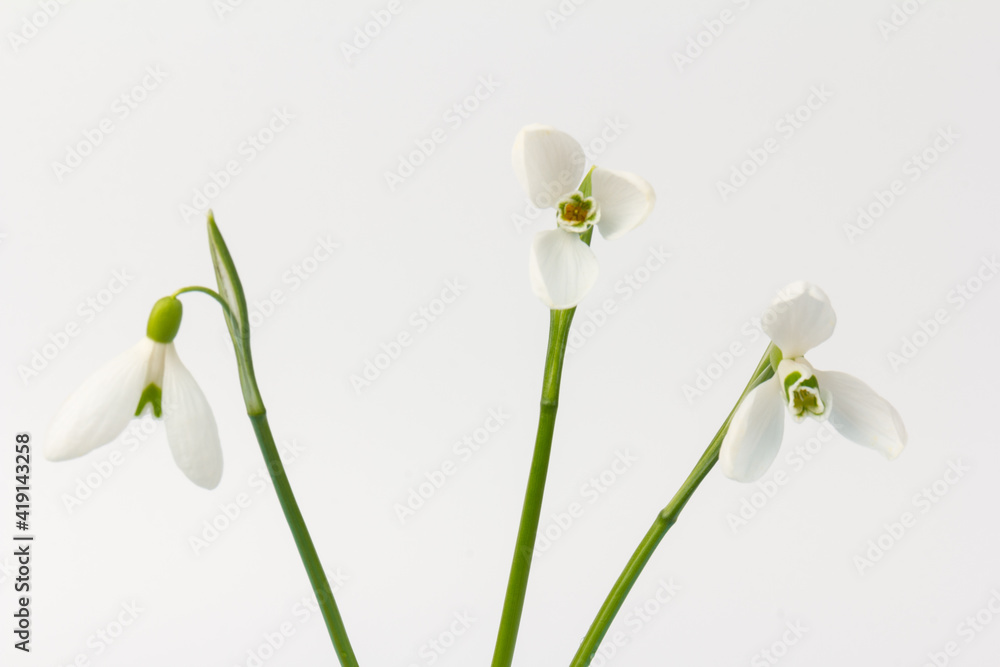 Snowdrop on white background. White springs flower in close-up with copy space. Snowdrop on white background. White springs flower in close-up with copy space.
