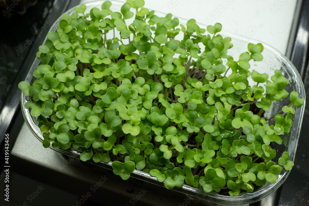 broccoli microgreens in container. Sprouting Microgreens. Seed