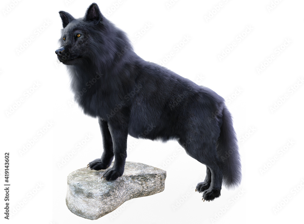 Black wolf render with white background Black wolf render with white background