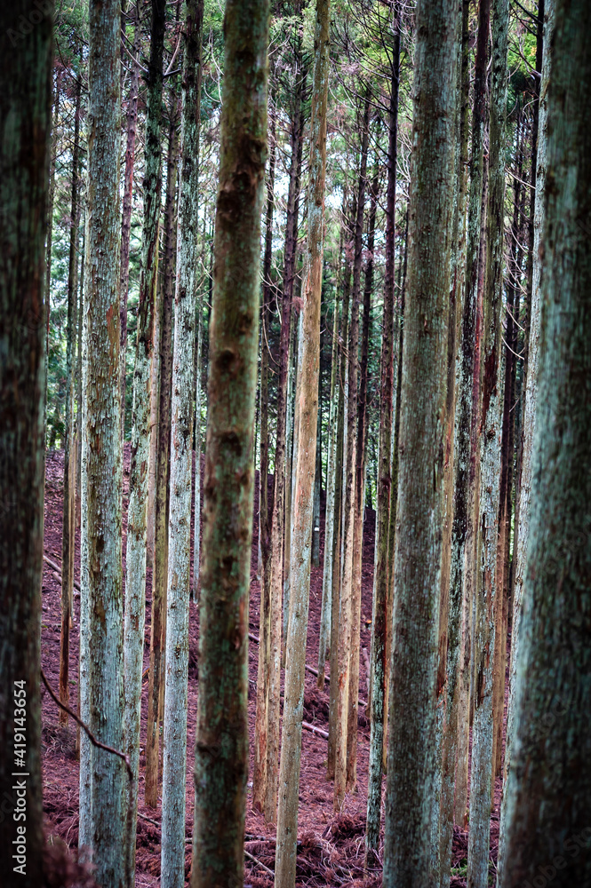 Obraz premium Trees in forest