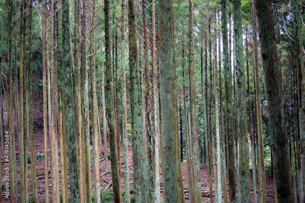 Obraz premium Trees in forest