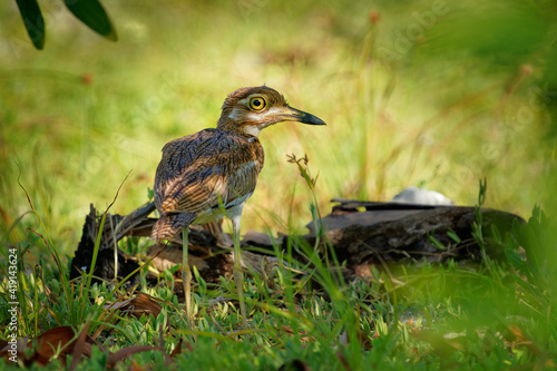 Water Thick-knee - Burhinus vermiculatus or water dikkop. bird in the thick-knee family Burhinidae, found across sub-Saharan Africa close to water, pied brown and white bird on the rocky coastline photo