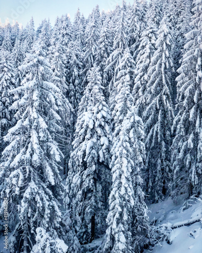 Snow covered trees in the forest