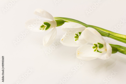 Snowdrop on white background. White springs flower in close-up with copy space.