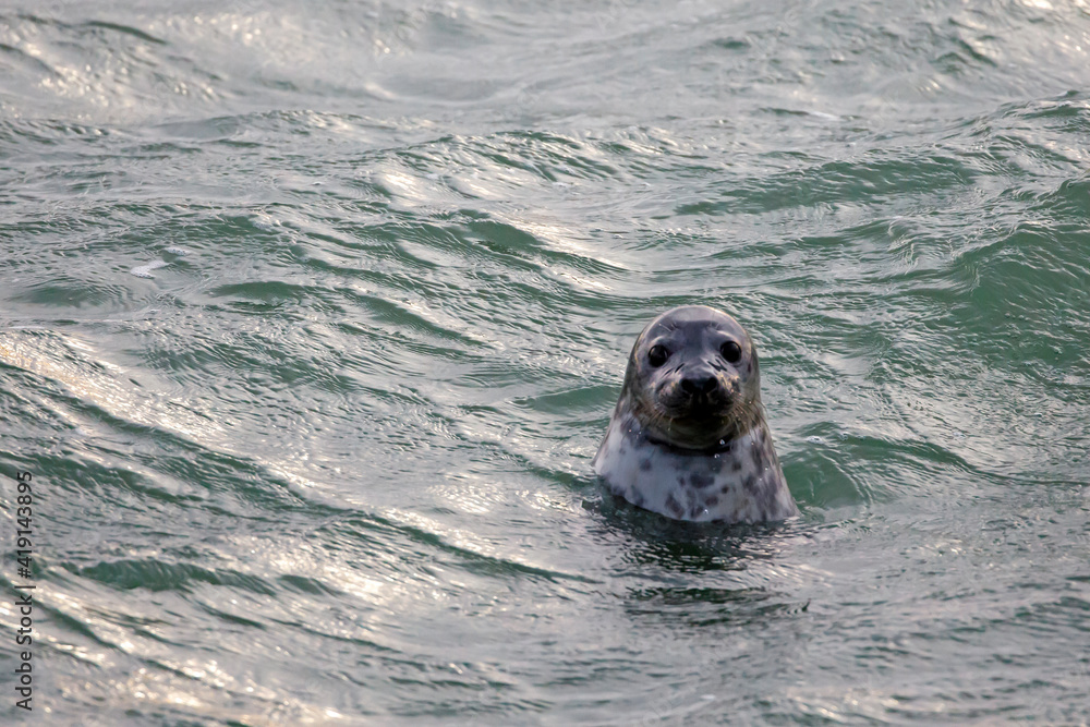 Obraz premium A Seal in the water