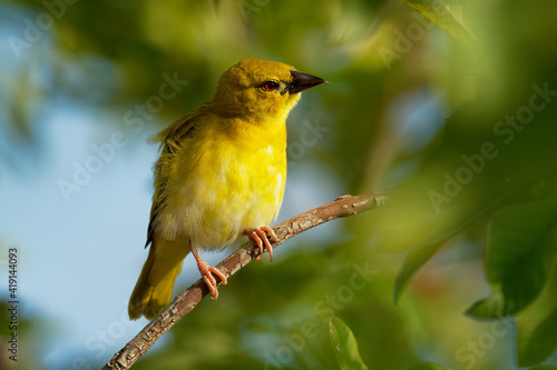 Eastern Golden Weaver - Ploceus subaureus yellow song bird in the family Ploceidae, found in eastern and southern Africa, green background, also yellow or olive-headed golden or African golden weaver photo