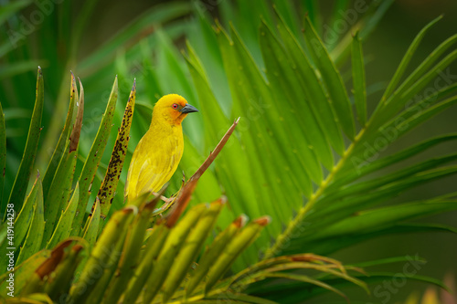Eastern Golden Weaver - Ploceus subaureus yellow song bird in the family Ploceidae, found in eastern and southern Africa, green background, also yellow or olive-headed golden or African golden weaver © phototrip.cz